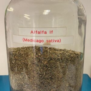 Alfalfa leaf (Medicago sativa)