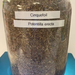 cinquefoil (pontentilla erecta) 3.82