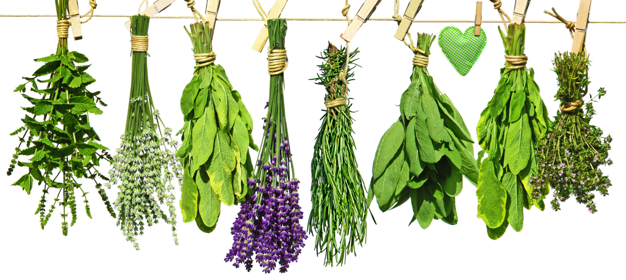 herbs hanging down