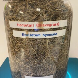 horsetail (shavegrass) (equisetum hyemale) 2.29