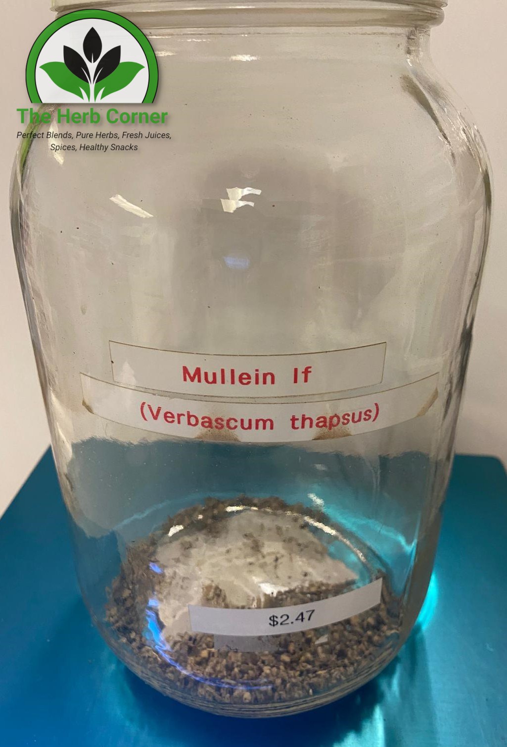 mullein if (verbascum thapsus)