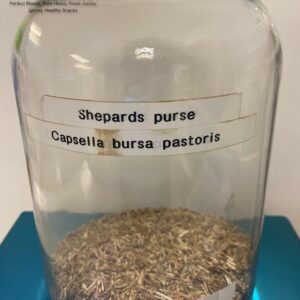 shepard purse (capsella bursa pastoris) 1.63