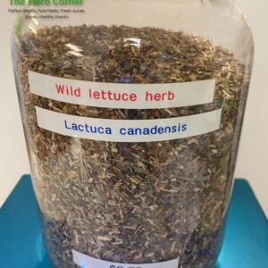 wild lettuce herb (lactuca canadensis) 2.72