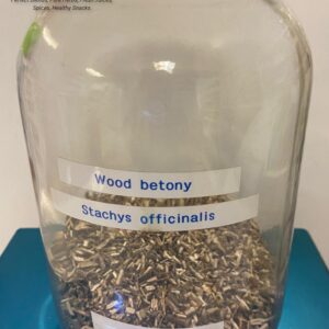 wood betony (stachys officinalis) 2.19