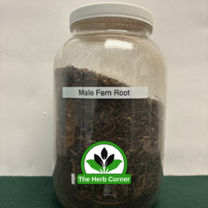 male fern root 1